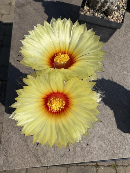 Astrophytum ornatum